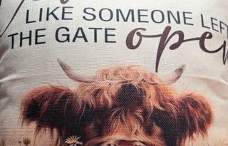 Say "Hello" to Evie!