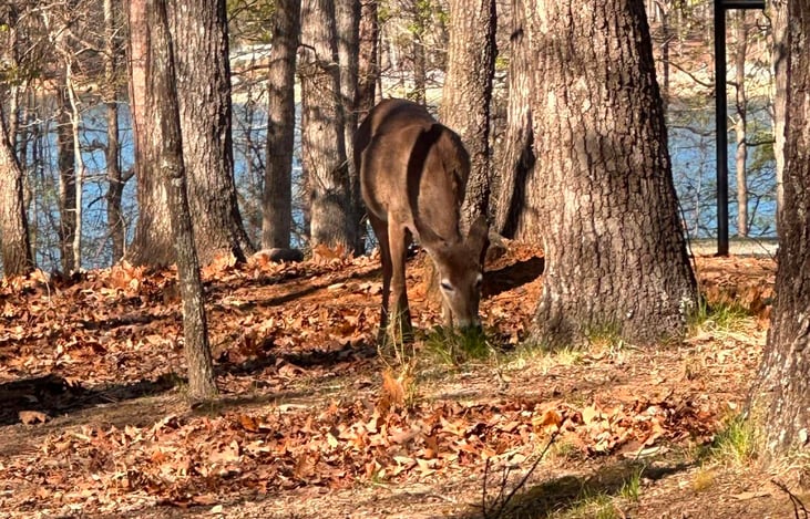 Deer at Shady Grove Campground.
