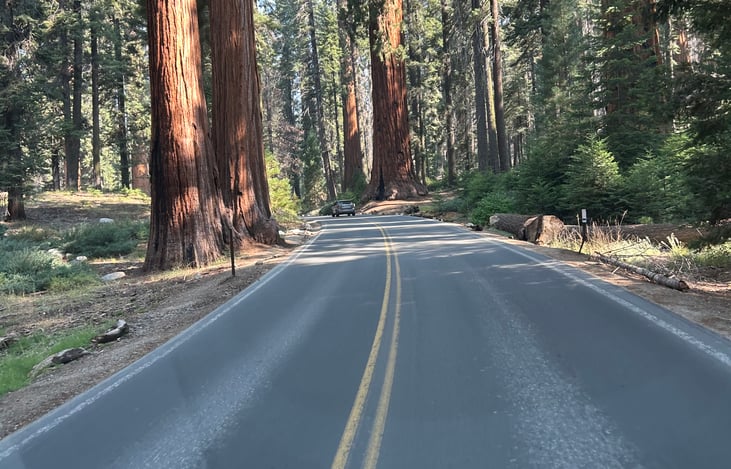 Driving through Sequoia