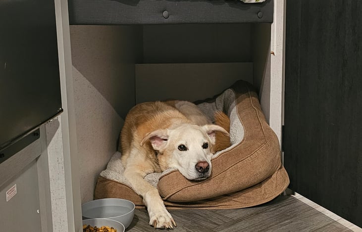 Our pup under the bunks.