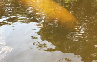 2017 Shasta Oasis 310K