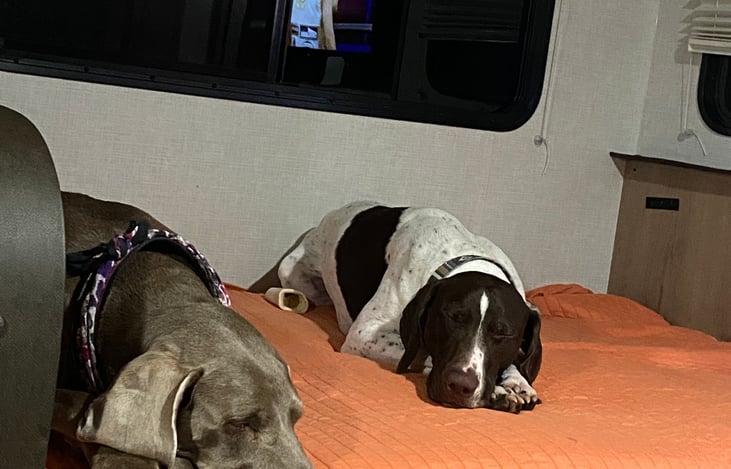 Doggos not included!  :)