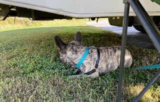 Your Home on Wheels! Furry friend approved!