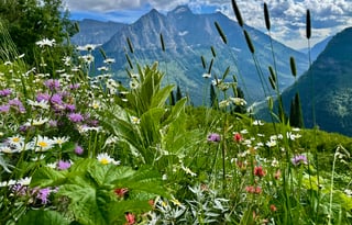 AWD All-Season  "Elroy" UNLIMITED MILES + Starlink