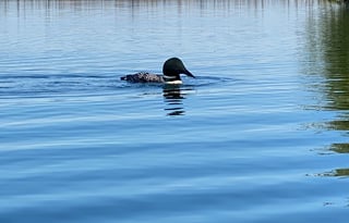 2013 Winnebago Chalet 31RJ