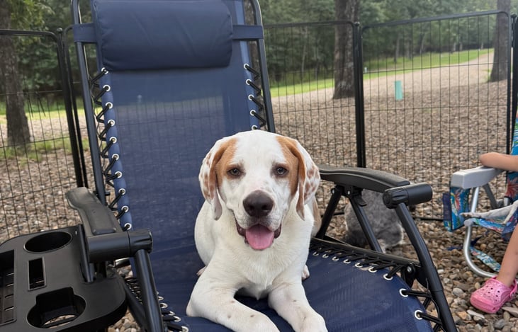 Pup on trip to Texas