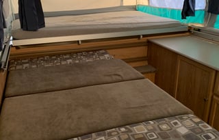 2010 palomino yearling y4103