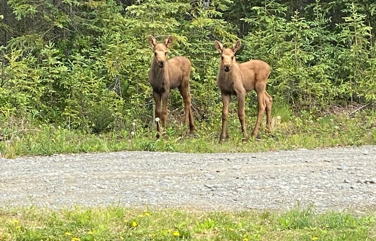 Twin moose in Kasilof Alaska