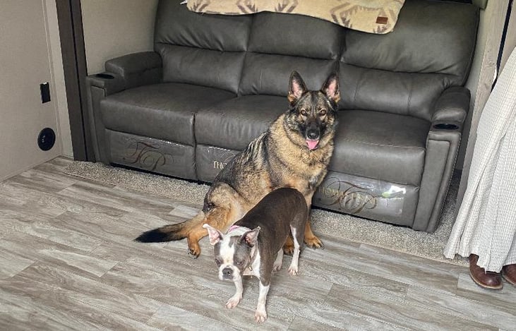 Fur Babies hanging out in RV