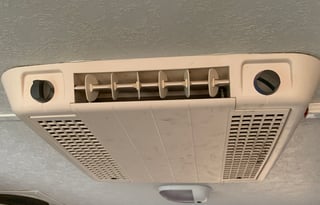 2010 palomino yearling y4103