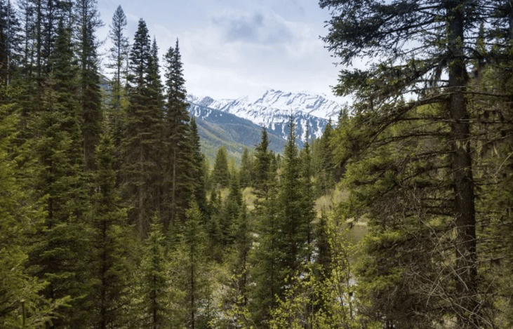 Flathead National Forest
