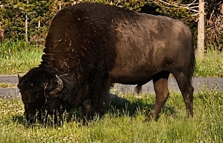 Bison Campground visitor - BridgeBay Campground Yellowstone NP