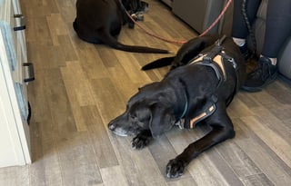 2024 Entegra Coach Vision XL with 2 full bath