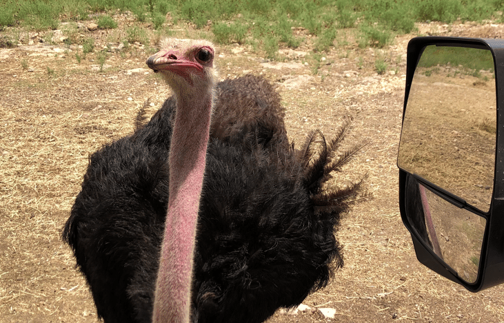 Natural Bridge Wildlife Ranch, San Antonio, Tx