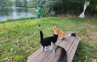 Cozy Cruiser or Lakeside Retreat