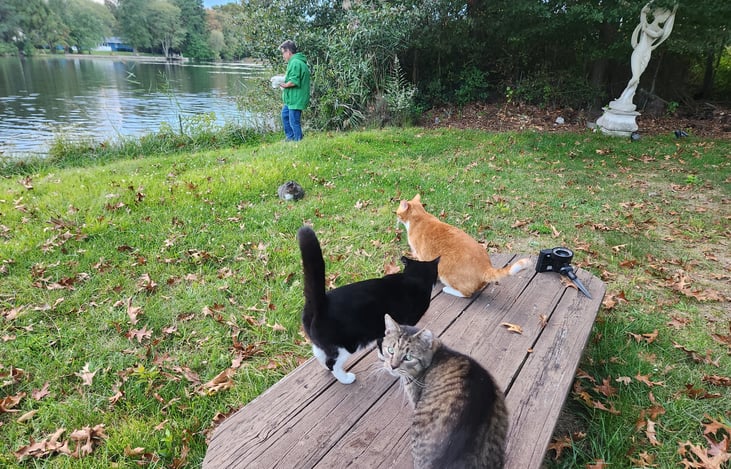 Our cats are friendly and may visit you during daytime hours during your lakeside retreat