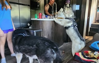 The Forte Family's Big ASS Camper dog/kid friendly