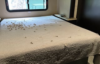 2017 Nexus Maybach 37M