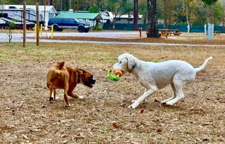 Very nice 2017 Palomino SolAire, sleeps 4 adults +