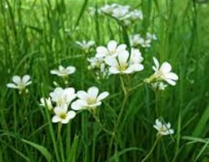 Adventure Manufacturing Chisholm Trail 276RLS