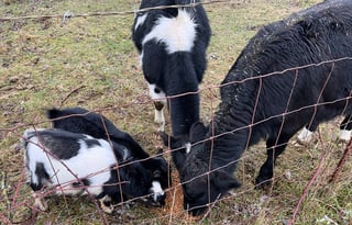 2020 Grand Design Reflection 311BHS