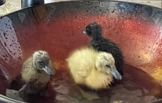 Real Working Farm with lots of animals...