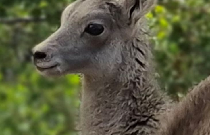 Meet the baby elk who posed for this picture