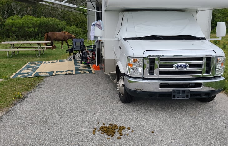 Front view at Assateague Island, MD-wild horses
