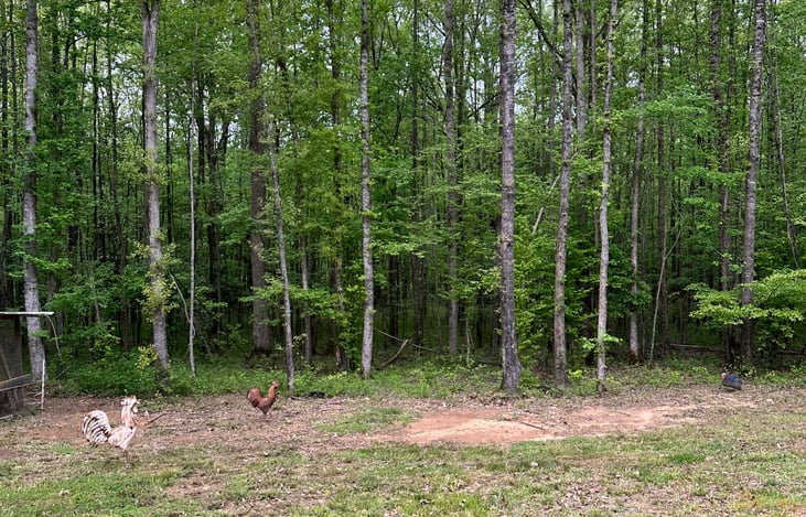 beautiful view from the camper on our 10 acre property