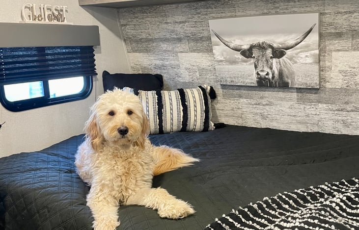 Sorry, pet not included!