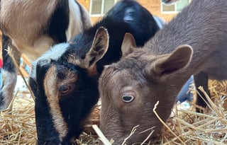 "Bunny," is a 2020 Thor Motor Coach, SUPER CLEAN!!