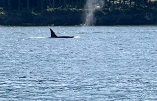 "Wilma". A 2023 EAST TO WEST Entrada 2900DS