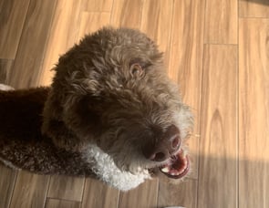 ATC Trailers ATC Toy Hauler 8.5X25 Bedroom