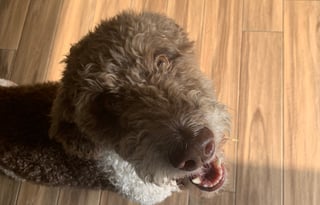 2021 Adventure Manufacturing Chisholm Trail 293SAB