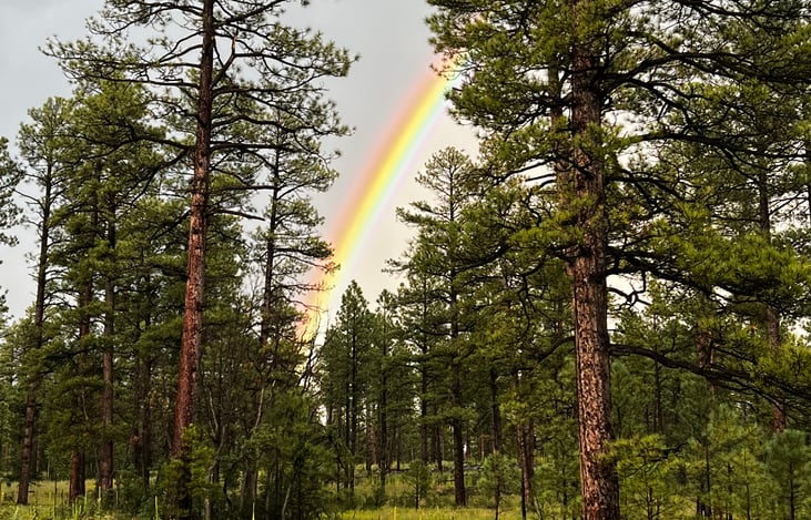 Apache-Sitgreaves National Forests