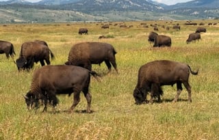 AWD All-Season  "Elroy" UNLIMITED MILES + Starlink