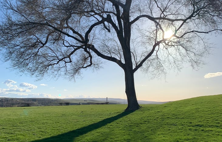 Cool Heart Tree in our travels to beautiful Oregon.