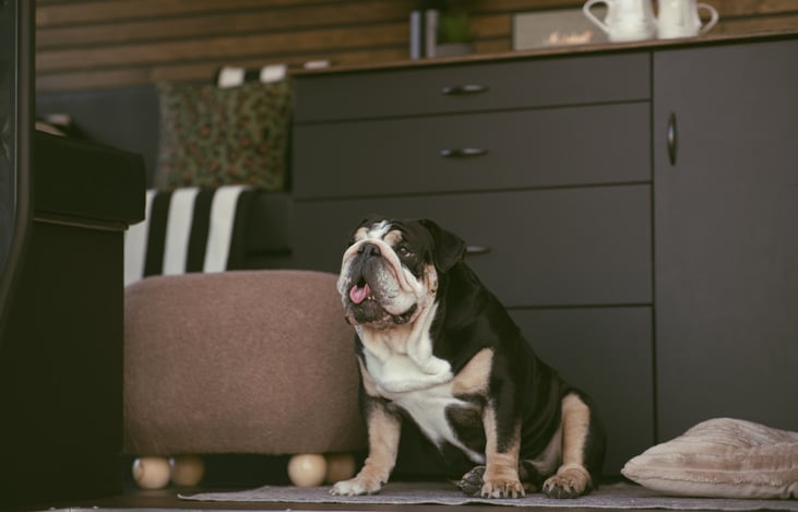 Pet-friendly—well-behaved dogs are welcome, because they’re looking forward to this trip too.