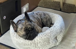 Your Home on Wheels! Furry friend approved!