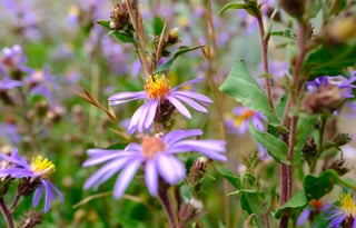 24 Winnebago Revel ALPINE FREE P/U +MILES+STARLINK