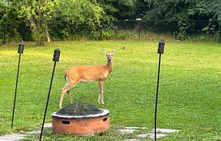 2021 NeXus RV Triumph 32T