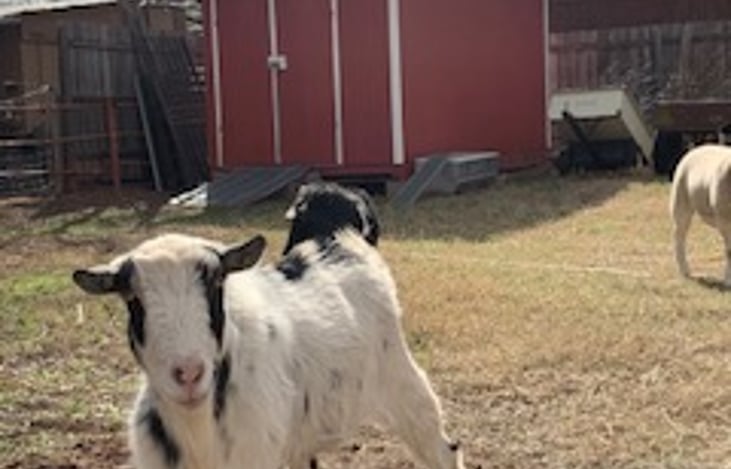 There are furry friends galore at Honey-Do Ranch:)