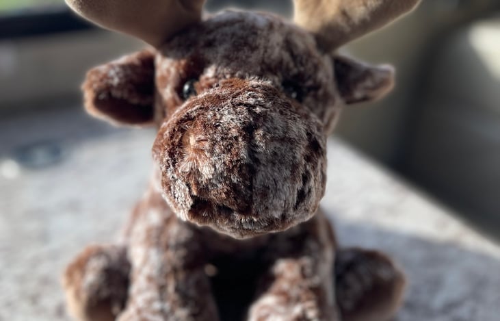 Molly Moose