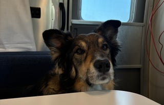 Date my Airstream.  Kid and Pet Friendly!