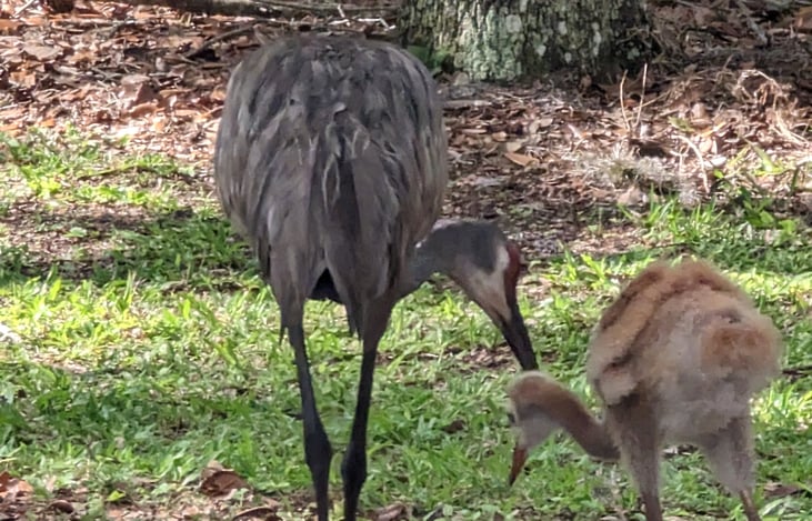 Camping gets you out in the nature. Sandhill cranes with baby.