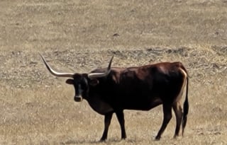 Summer Rate!!!  $125/Day, UNLIMITED Miles!!!