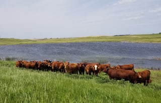 4WD All-Season "Rosie" UNLIMITED MILES + Starlink