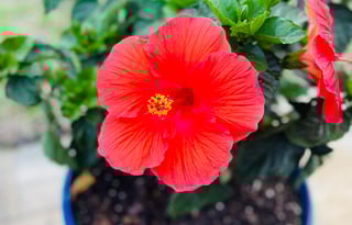 Ft Myers Paradise RV