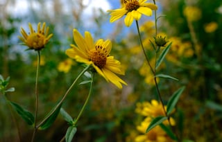 24 Winnebago Revel ALPINE FREE P/U +MILES+STARLINK