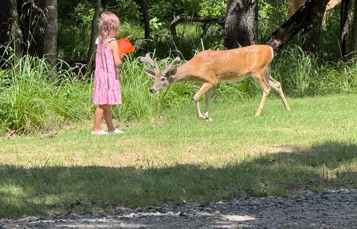 Feeding deer in Texas at camp site